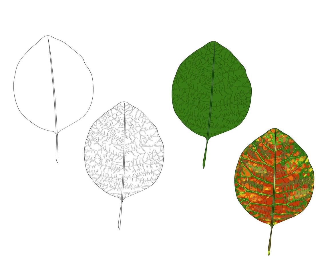 colorful green leaf with sketch. vector