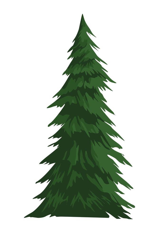 pine tree plant vector