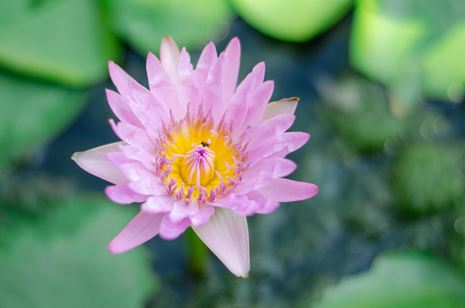 Violet lotus in the pond. photo