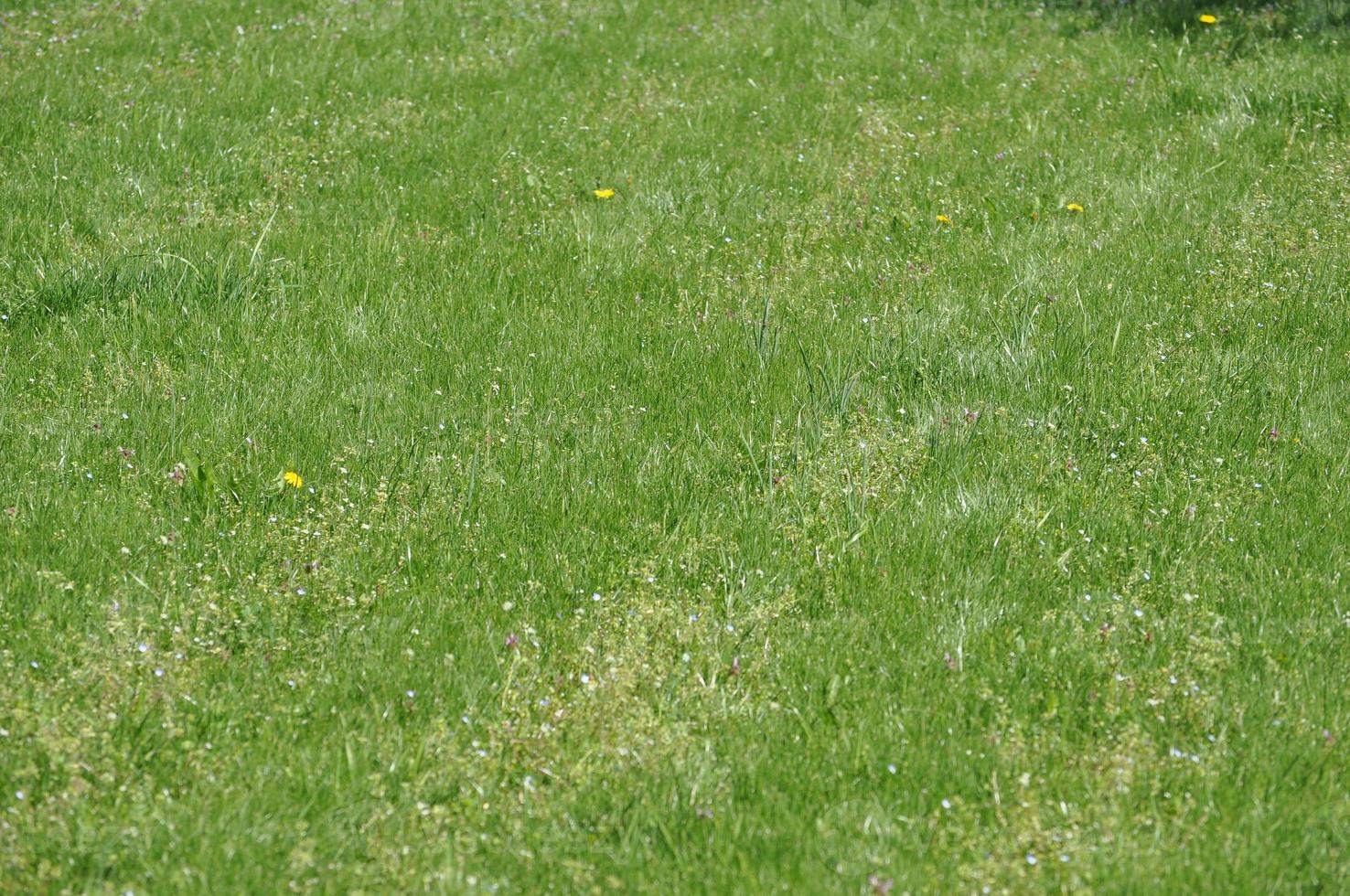 green meadow background photo