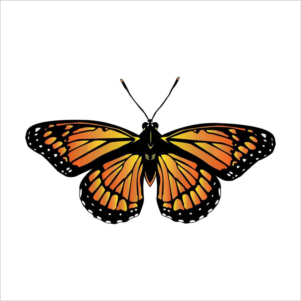 mariposa monarca sobre fondo blanco. vector