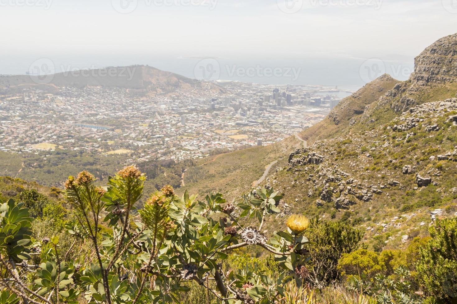 View behind bushes in wilderness Table Mountain Cape Town. photo