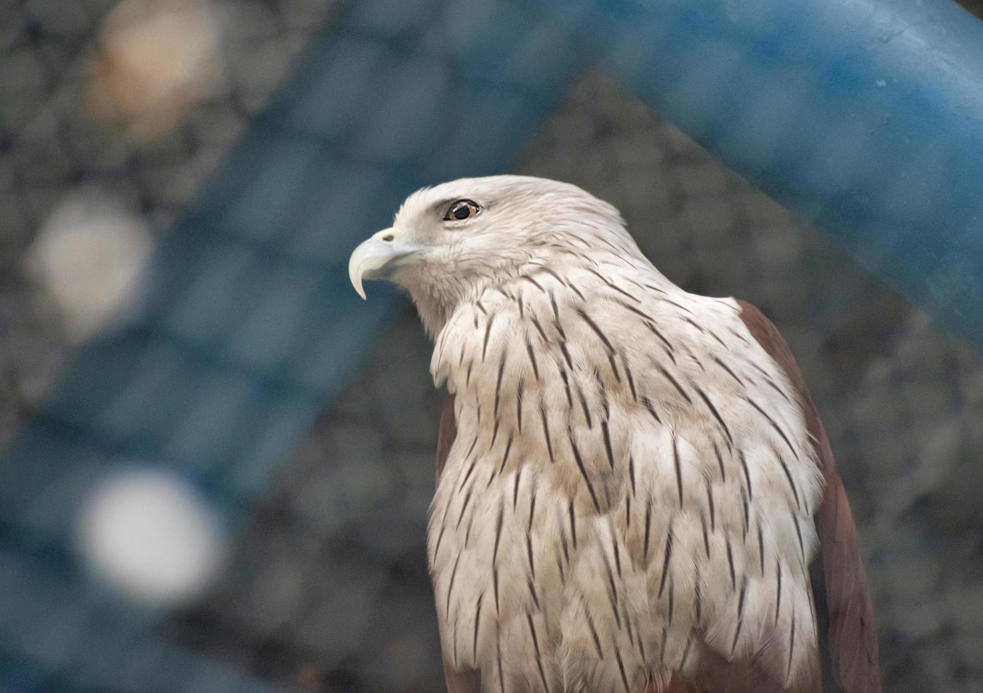 Eagle is the common name for many large birds of prey of the family Accipitridae. photo