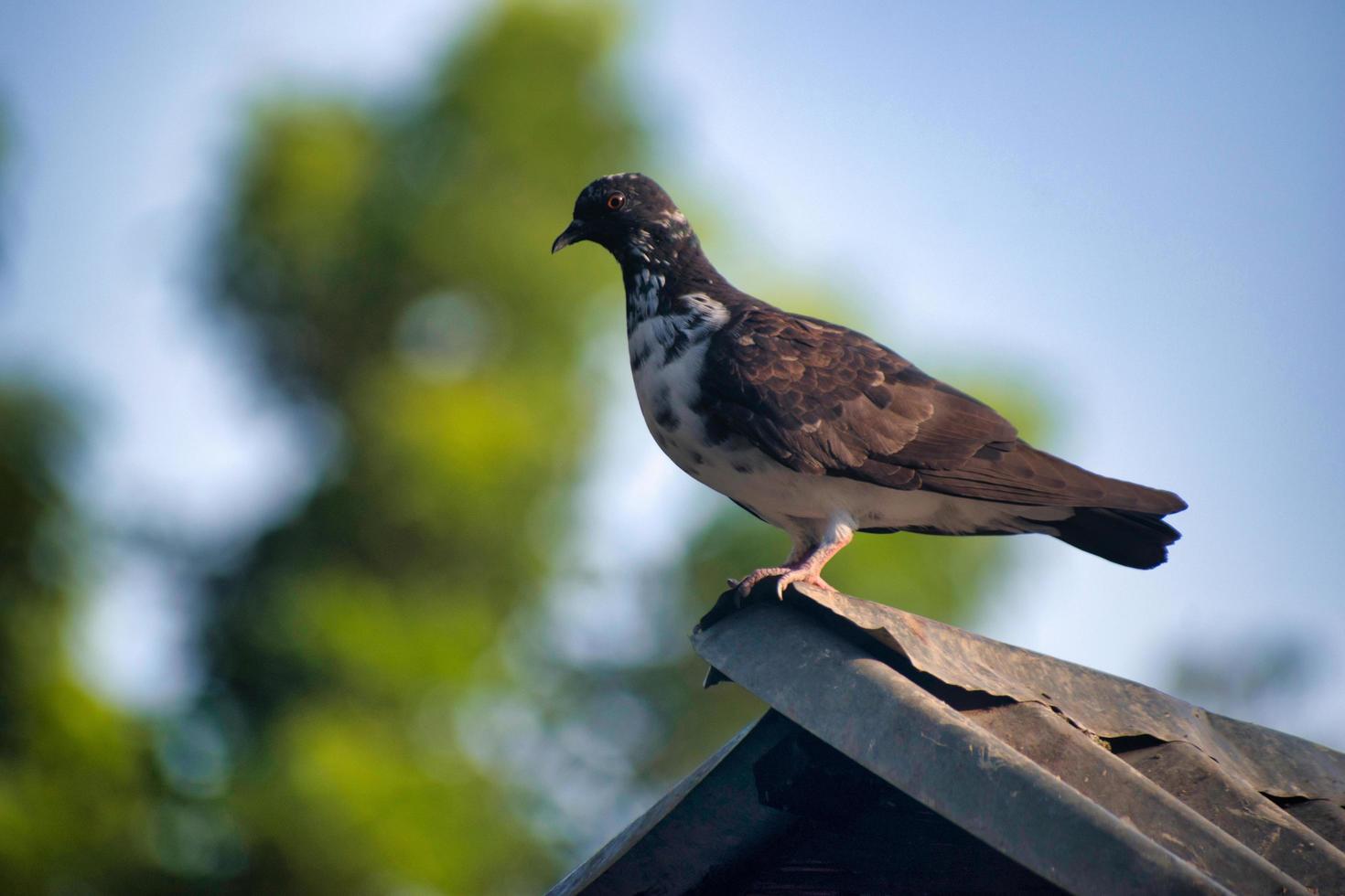 Rock pigeon. Rock dove. Common pigeon Columba livia. It is a member of the bird family Columbidae. photo