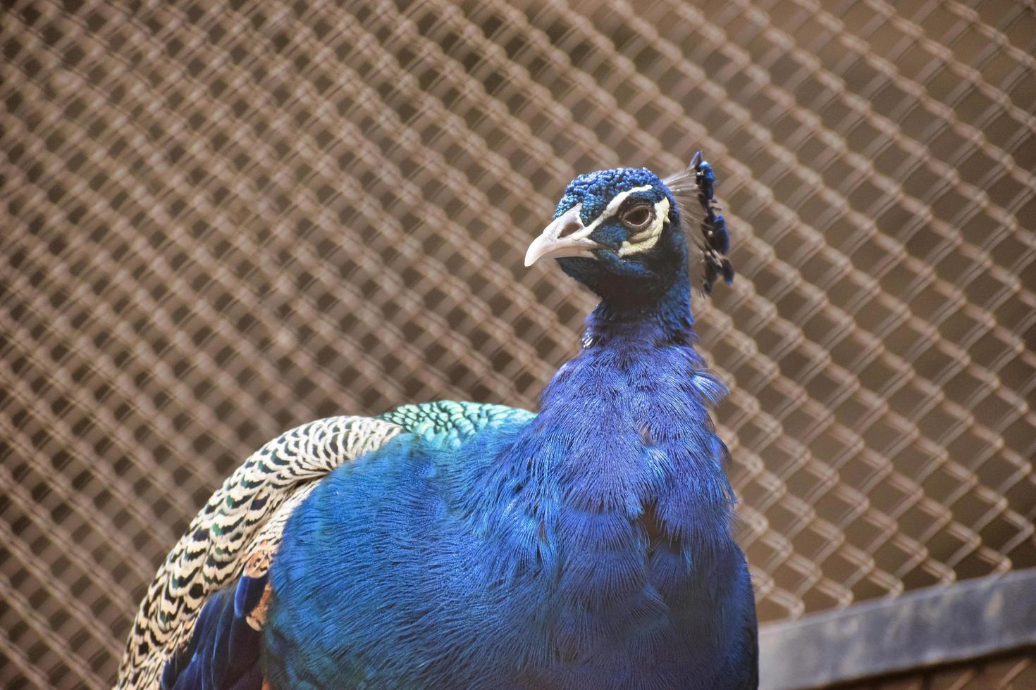 The Indian peafowl, also known as the common peafowl, and blue peafowl. photo