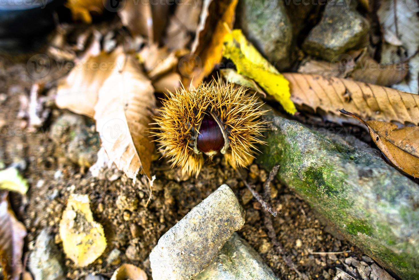 2021 10 23 Poleo Chestnut photo