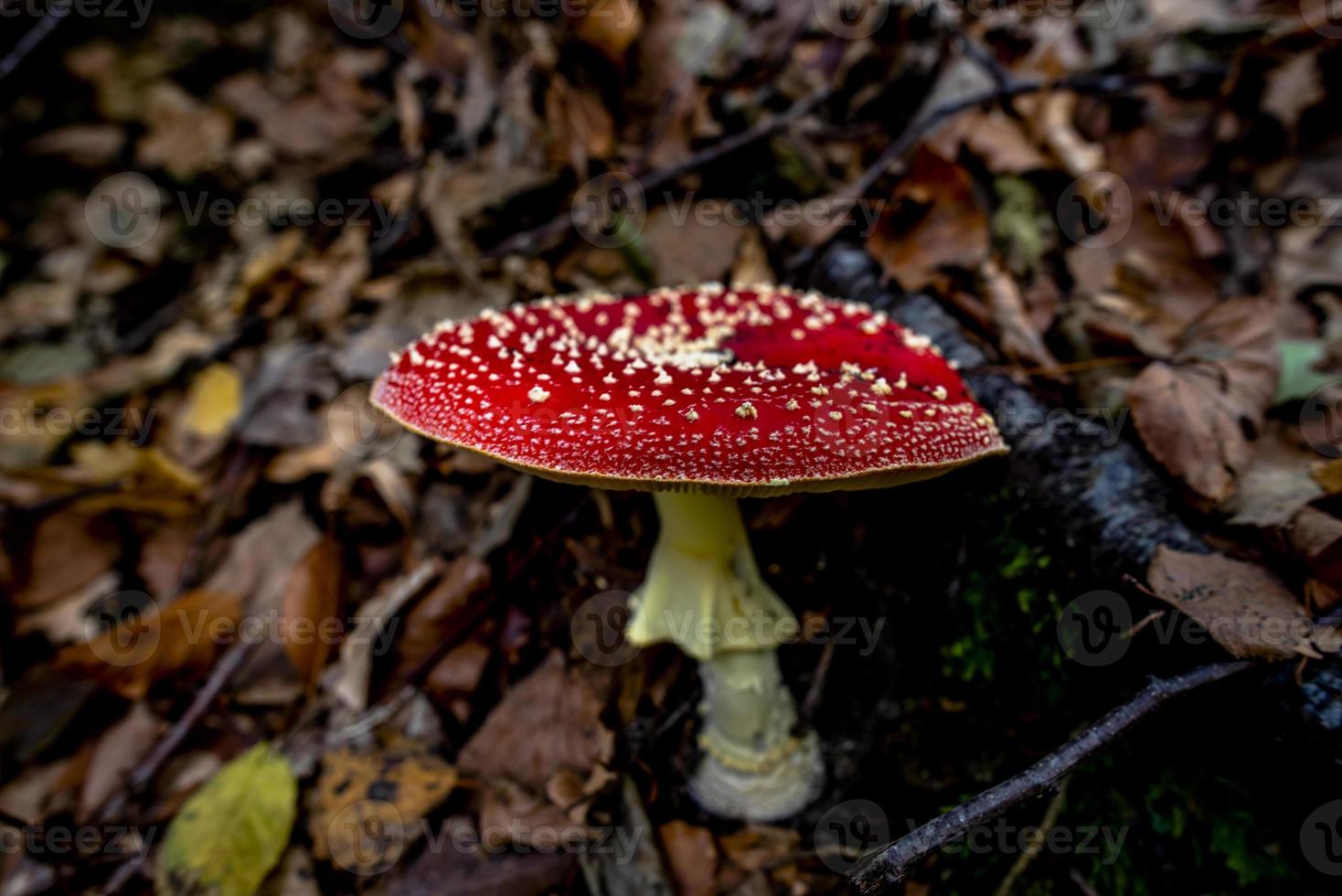 2021 10 23 Poleo red mushroom photo