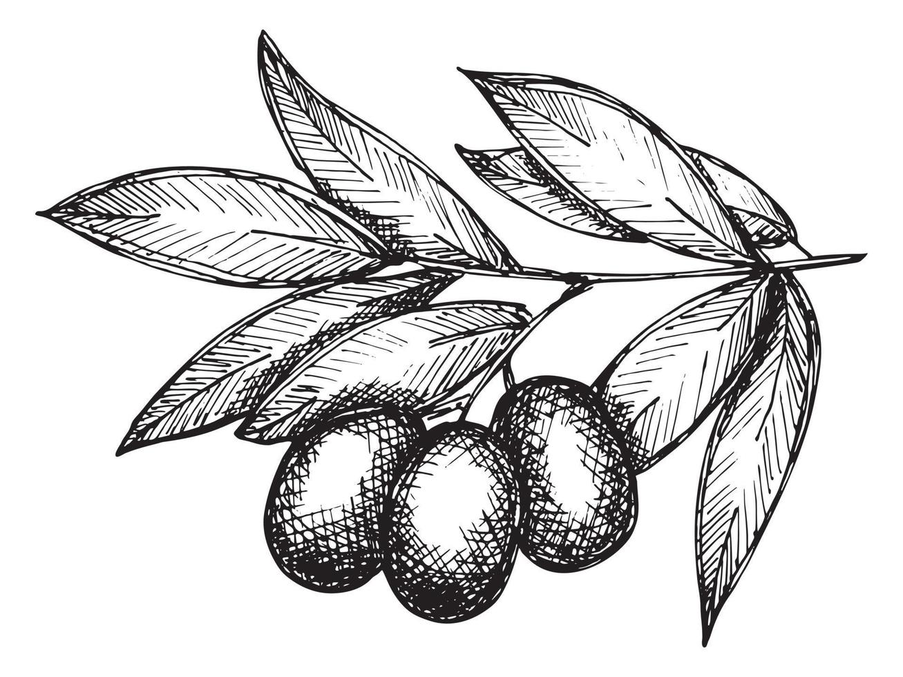 Vector sketch of olive branch. Hand drawn outline clipart. Eco food illustration isolated on white background. For print, web, design, decor, logo.