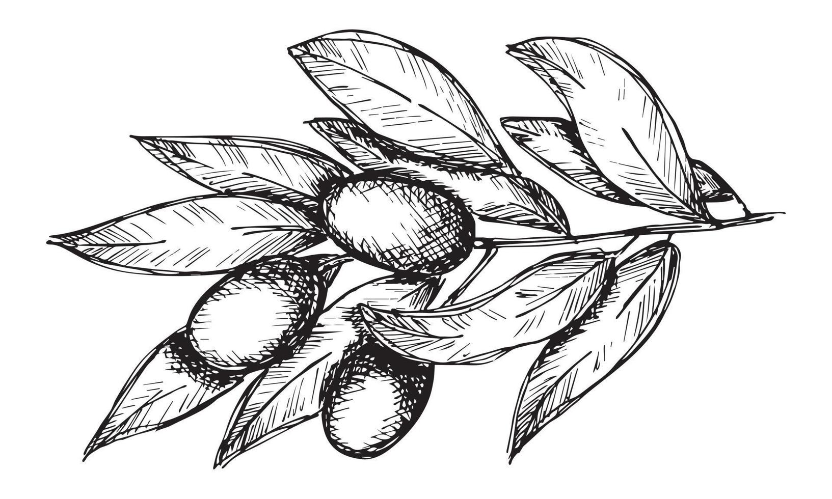 Vector sketch of olive branch. Hand drawn outline clipart. Eco food illustration isolated on white background. For print, web, design, decor, logo.