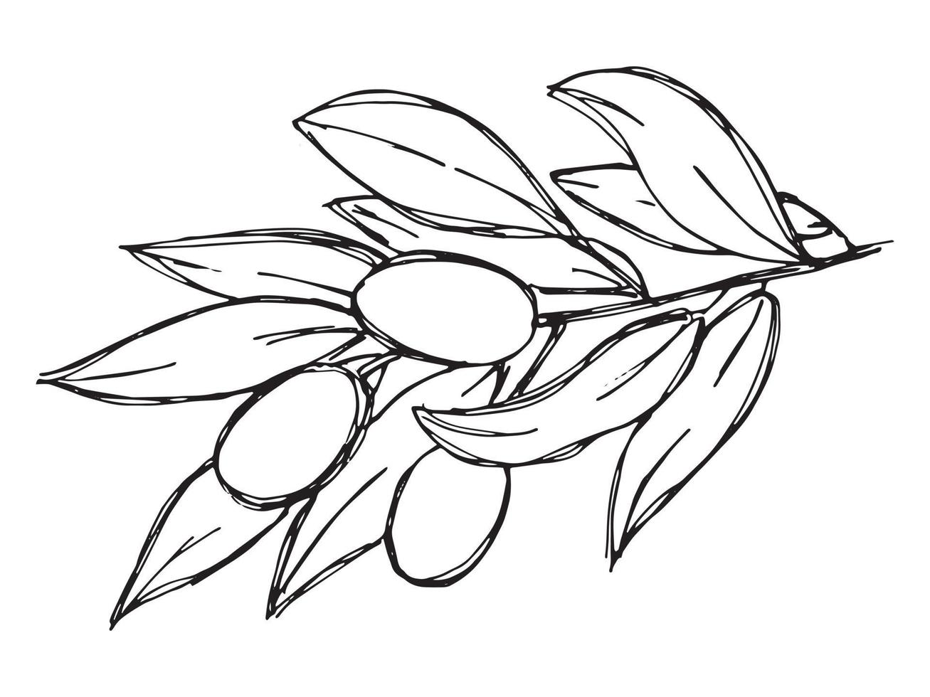 Vector sketch of olive branch. Hand drawn outline clipart. Eco food illustration isolated on white background. For print, web, design, decor, logo.