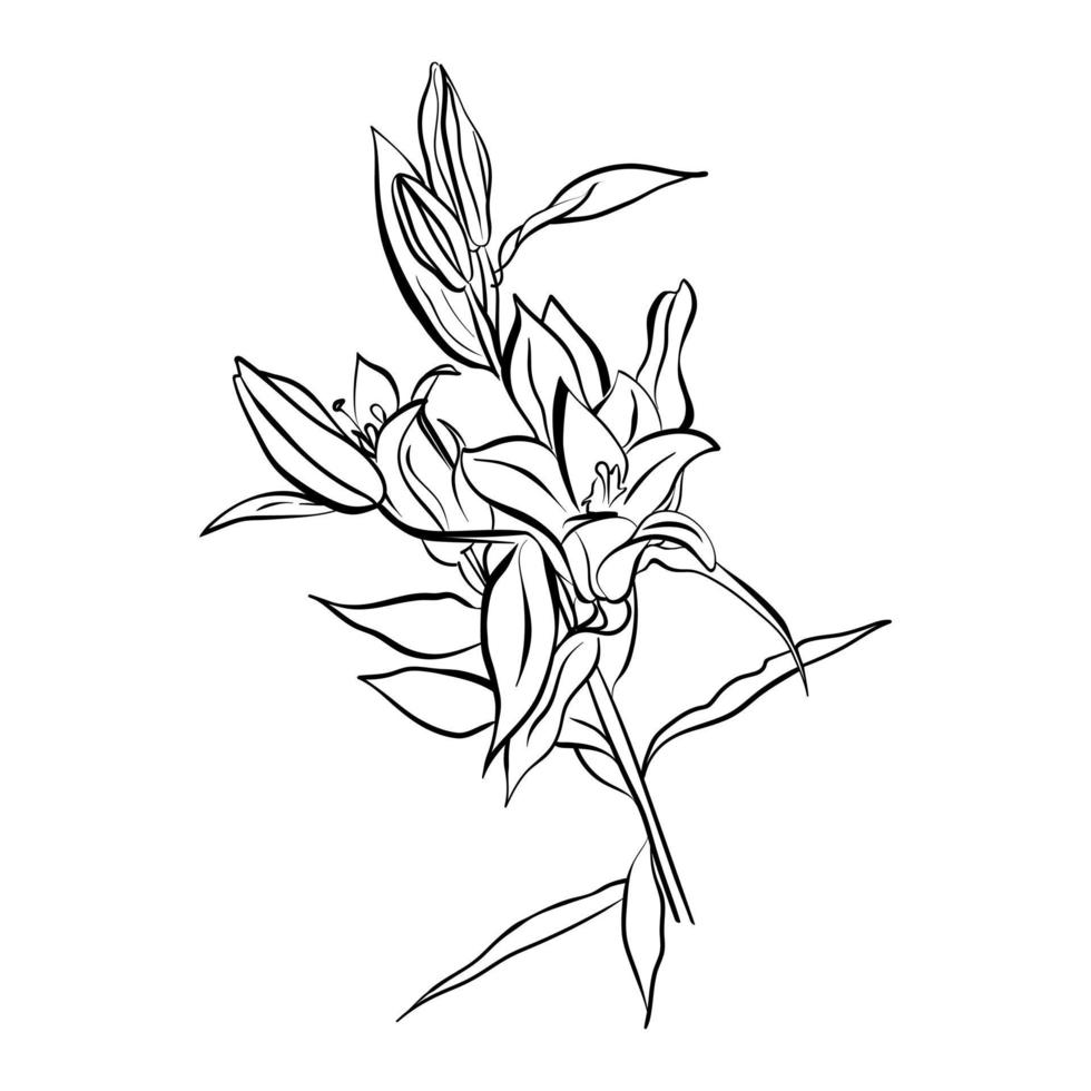 Lily inflorescence buds and flowers, black and white graphics. Line art. Vector illustration