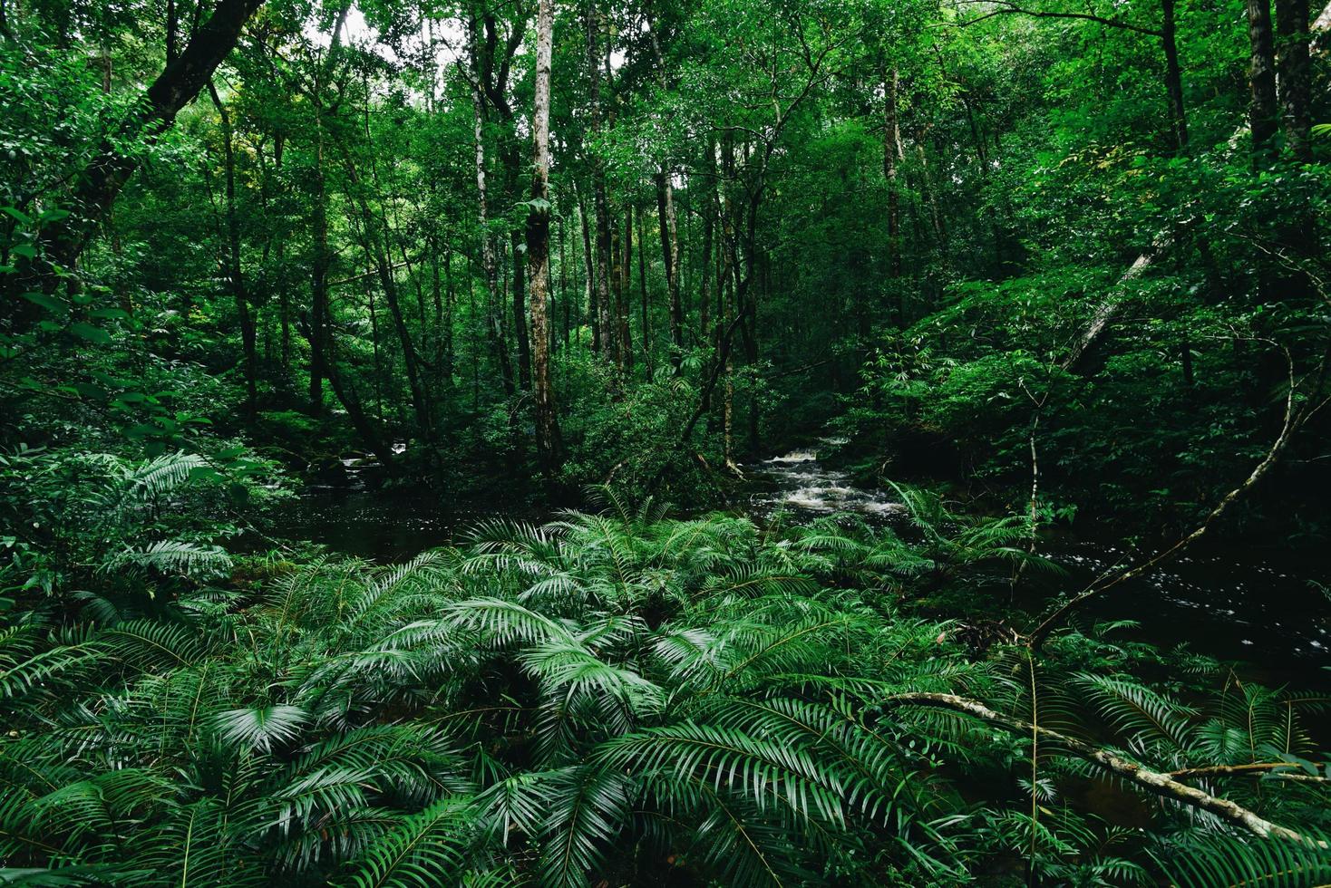 fondo de arbustos de helecho tropical follaje verde exuberante en la selva tropical con árboles de plantas naturales y ríos de cascada - fondos florales de hojas verdes, así como temas tropicales y selváticos selva amazónica foto