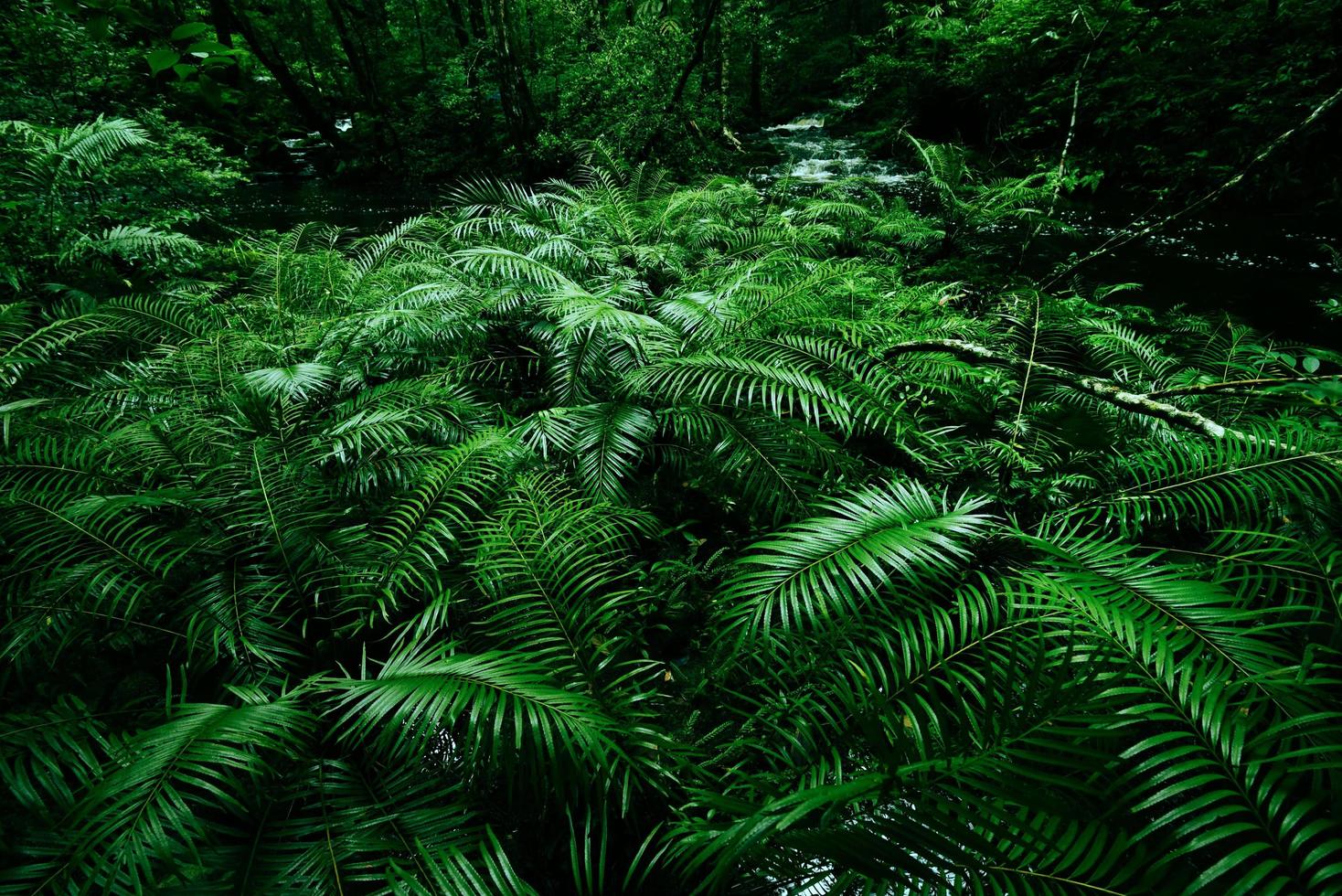 Tropical fern bushes background lush green foliage in the rain forest with nature plant tree and waterfall stream river - Green leaf floral backdrops well as tropical and jungle themes amazon forest photo