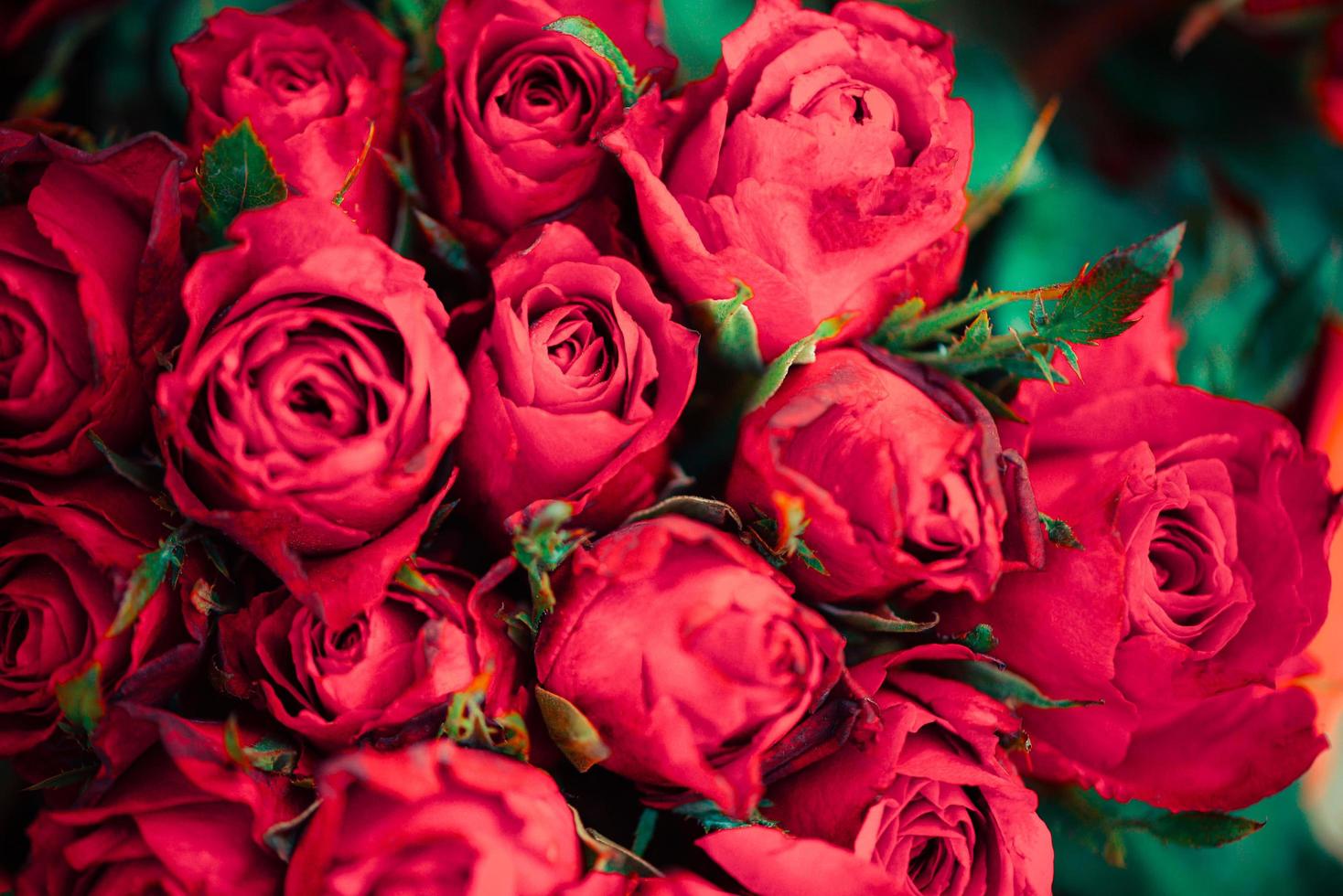 ramo de flores de rosas rojas frescas naturales - primer plano rosa flores de fondo amor romántico concepto de día de san valentín foto