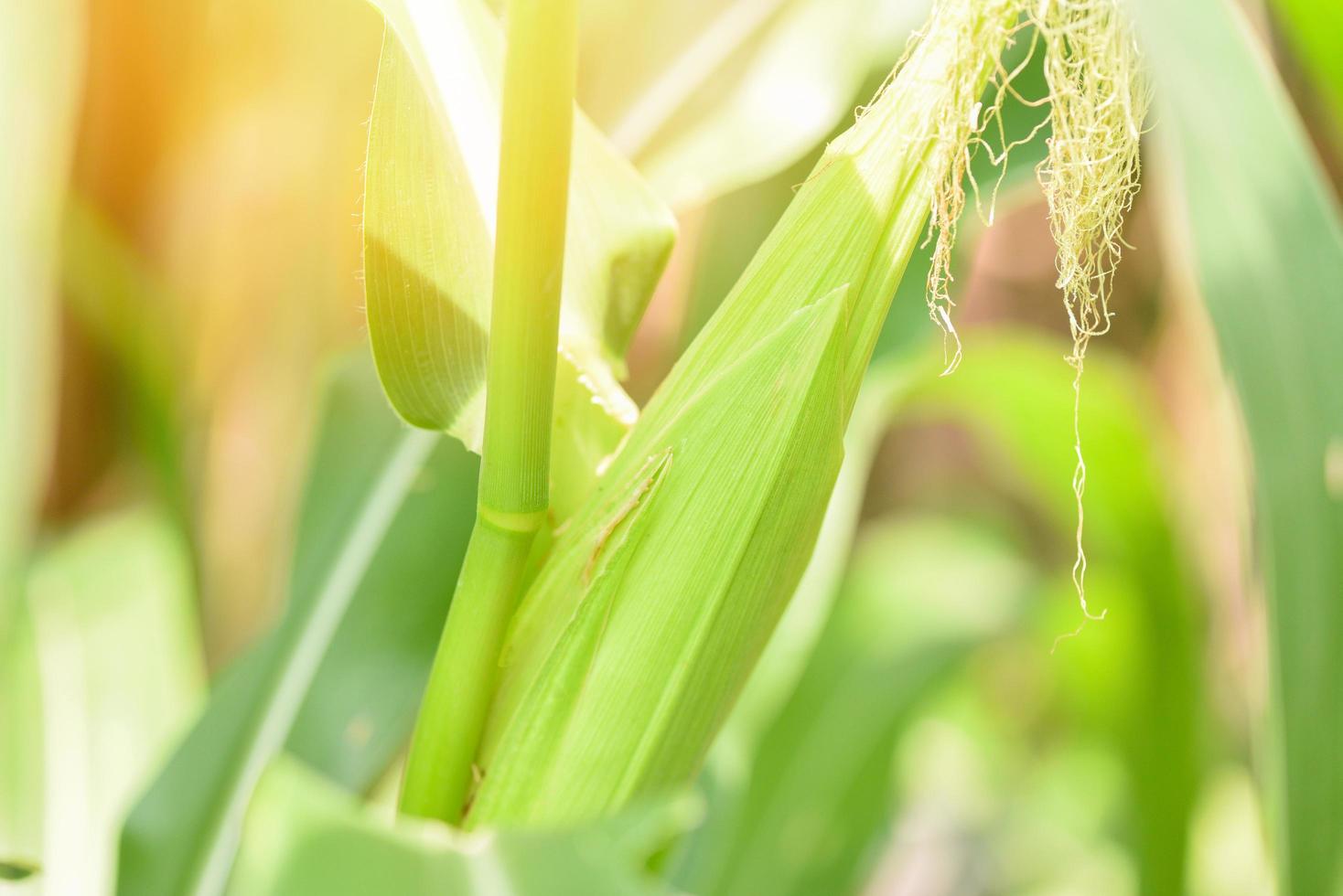 Young corn on plant tree in the corn field - Ear of corn photo