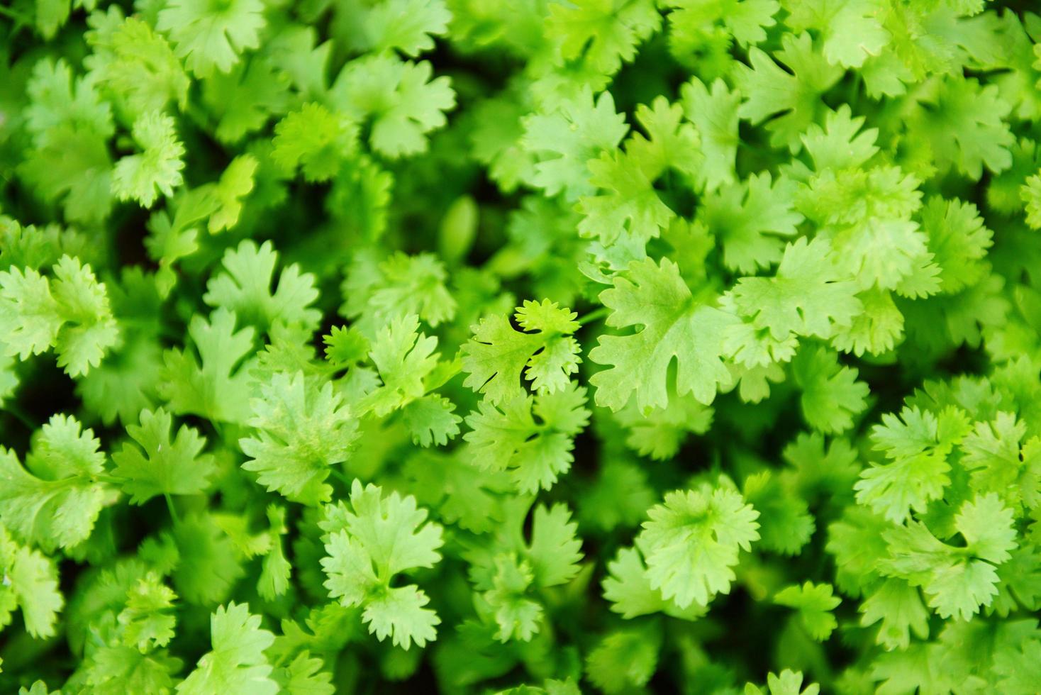 Coriander plant leaf growing in the graden nature background - Green coriander leaves vegetable for food ingredients photo