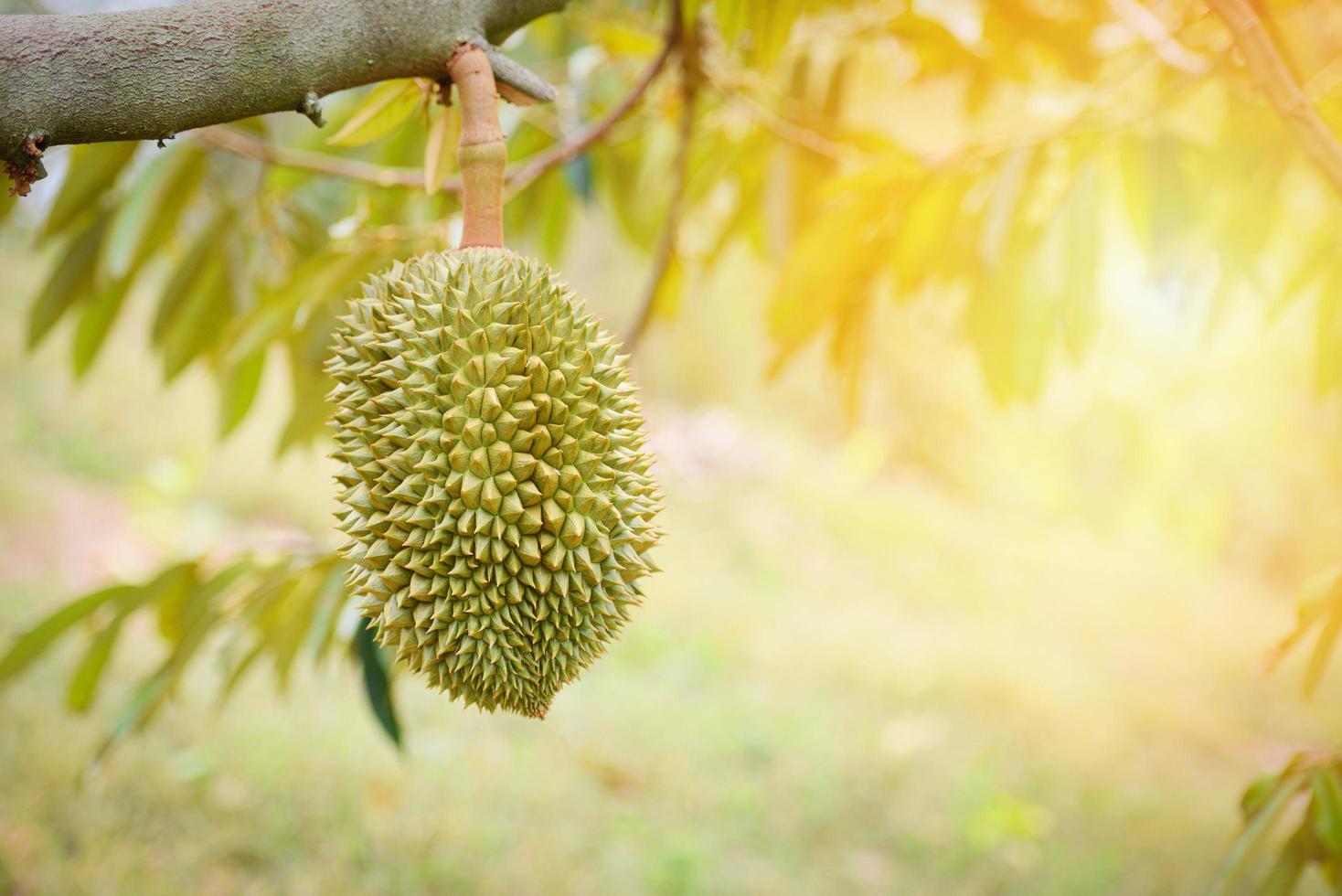 Durian fruit hanging on the durian tree in the garden photo