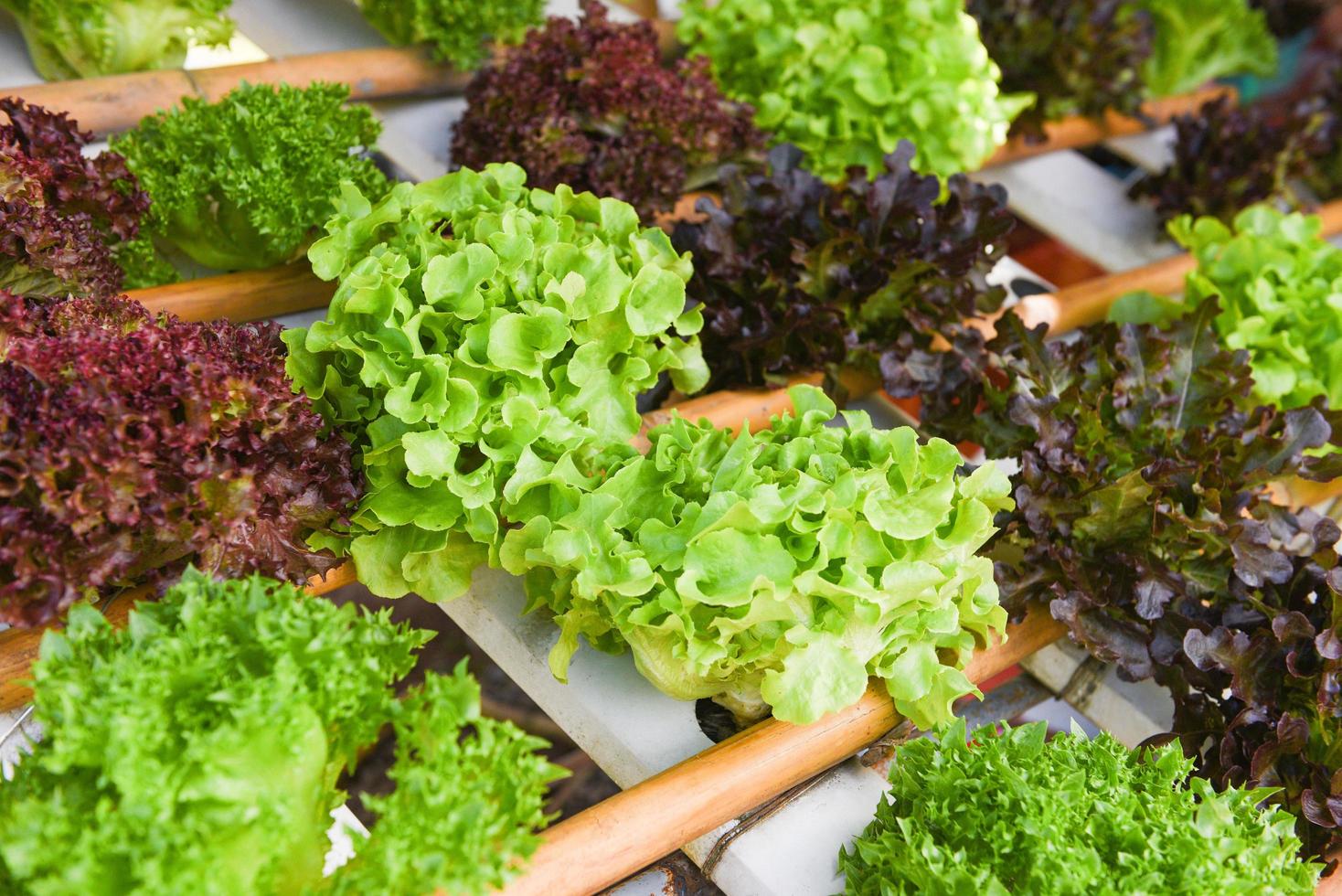 Green oak and red oak lettuce salad vegetable background in farm fresh vegetable hydroponic system photo