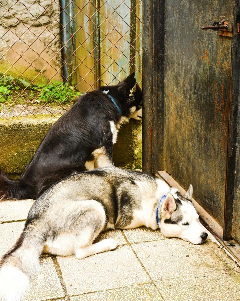 two cute husky breed dogs on ground pavement by the door calmly waiting to get out outdoors photo