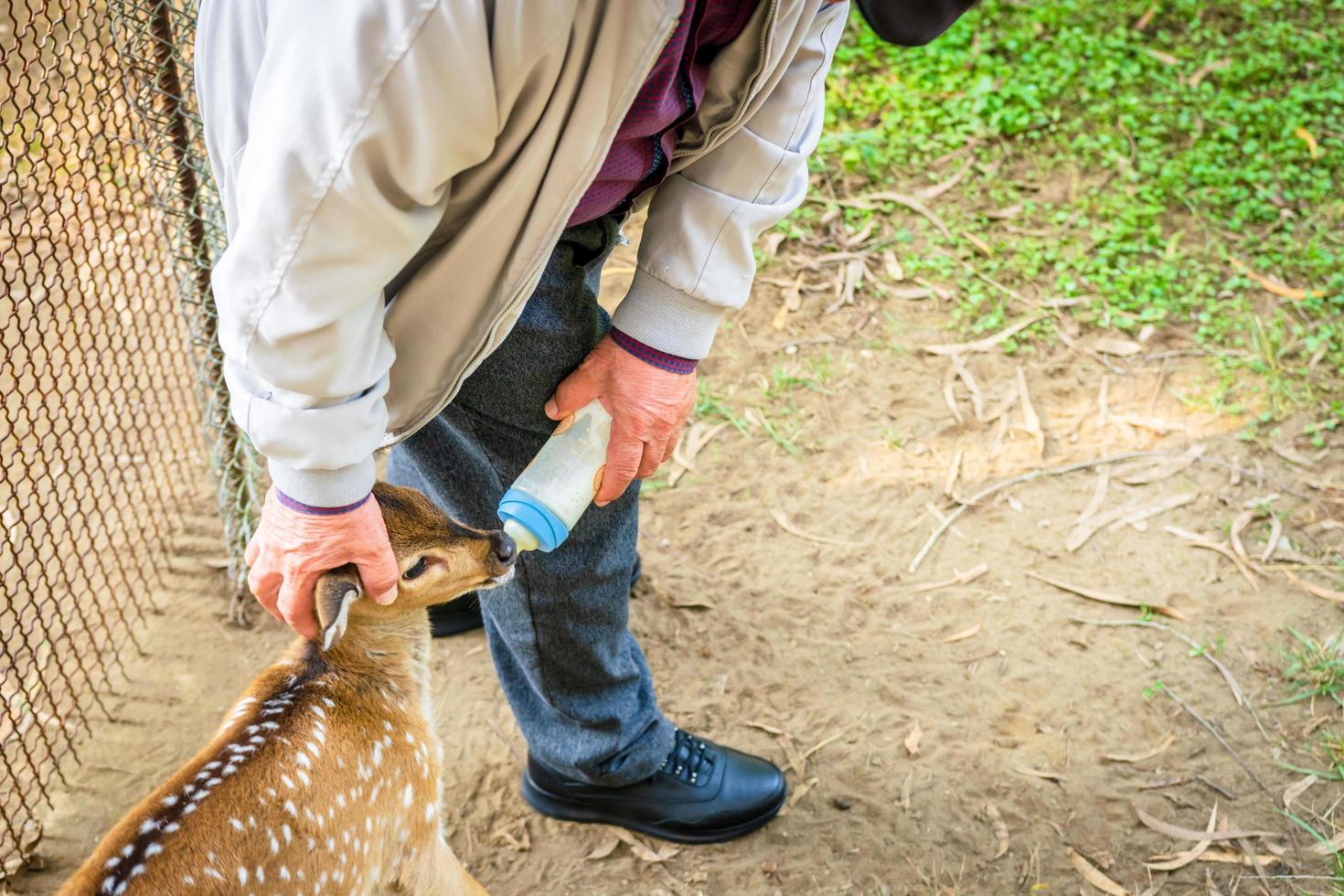 deer fed with milk photo