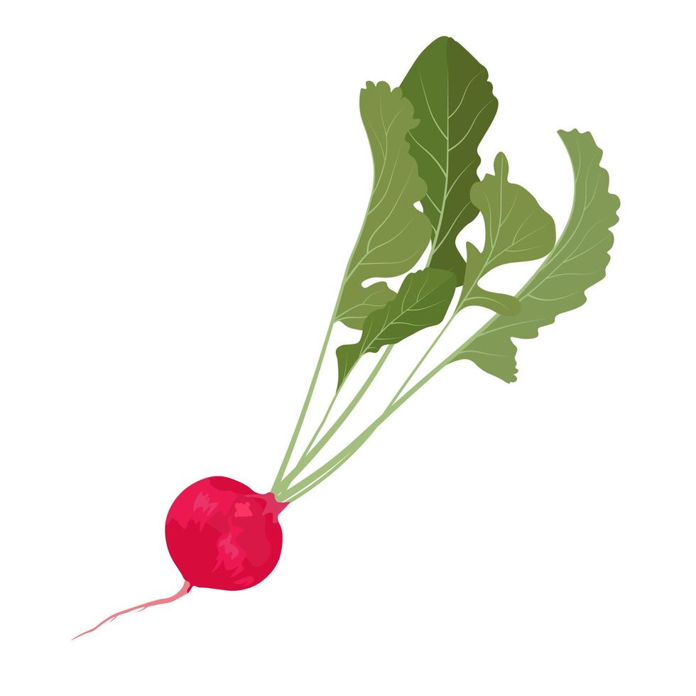 Ilustración de stock de vector de rábano rojo. verdura con hojas verdes. tubérculo. Aislado en un fondo blanco.