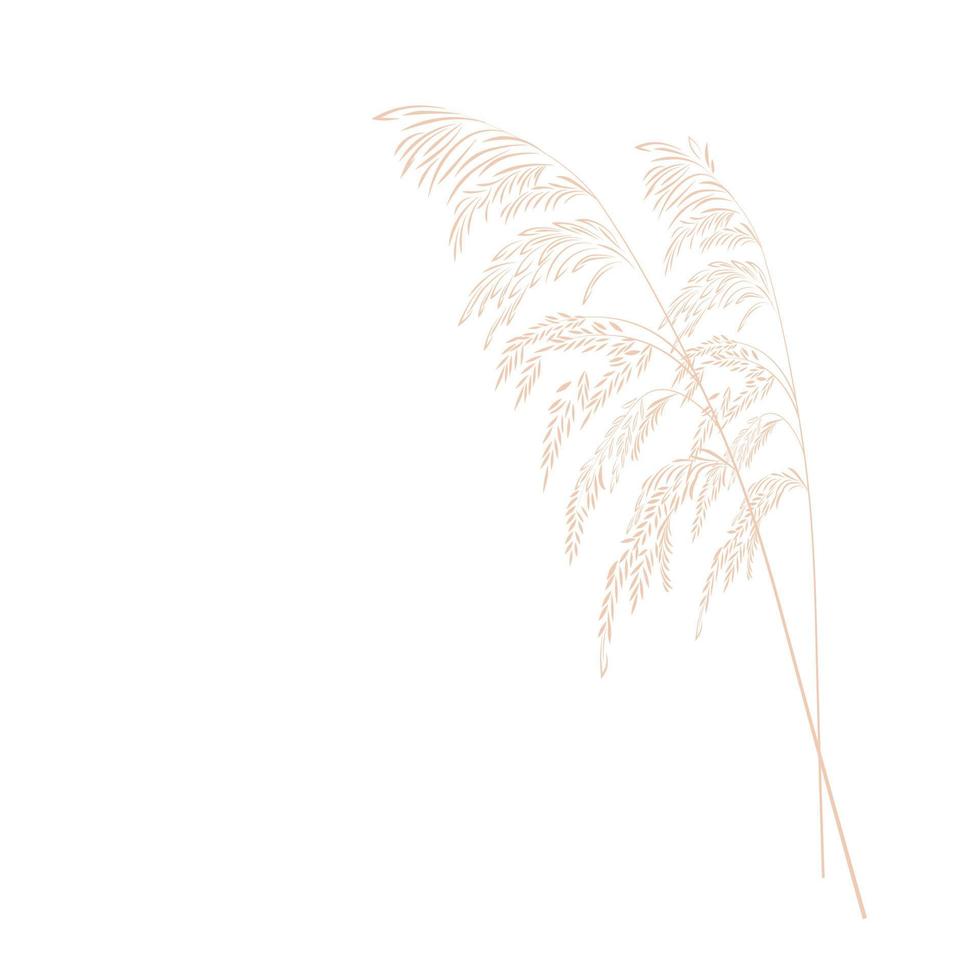 ilustración vectorial de la hierba de la pampa. rama crema de hierba seca. panícula cortaderia selloana américa del sur, cabeza de flor de pluma plumesstep. color rosa suave. plantilla para una tarjeta de boda. vector