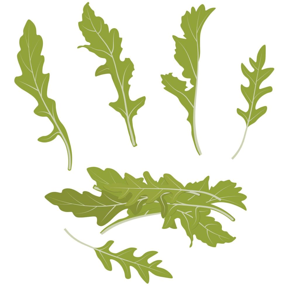 Rucola leaves vector stock illustration. Greens. Rocket salad or arugula heap. Green lettuce leaves. Isolated on a white background.