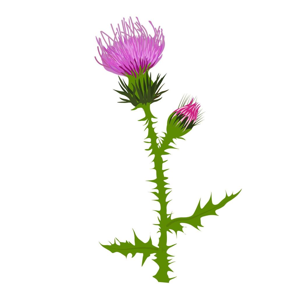 Thistle vector stock illustration close up. Superfood thistle medical herb. Hand drawn composition of a Scottish purple Bud, Field flower, meadow grass. Isolated on a white background