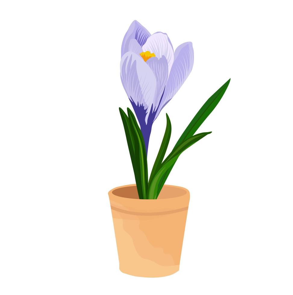 Saffron flower vector stock illustration. Purple crocus in a flower pot. Spring illustration. Nature. Botany. Condiments for Mexican cuisine. Isolated on a white background.