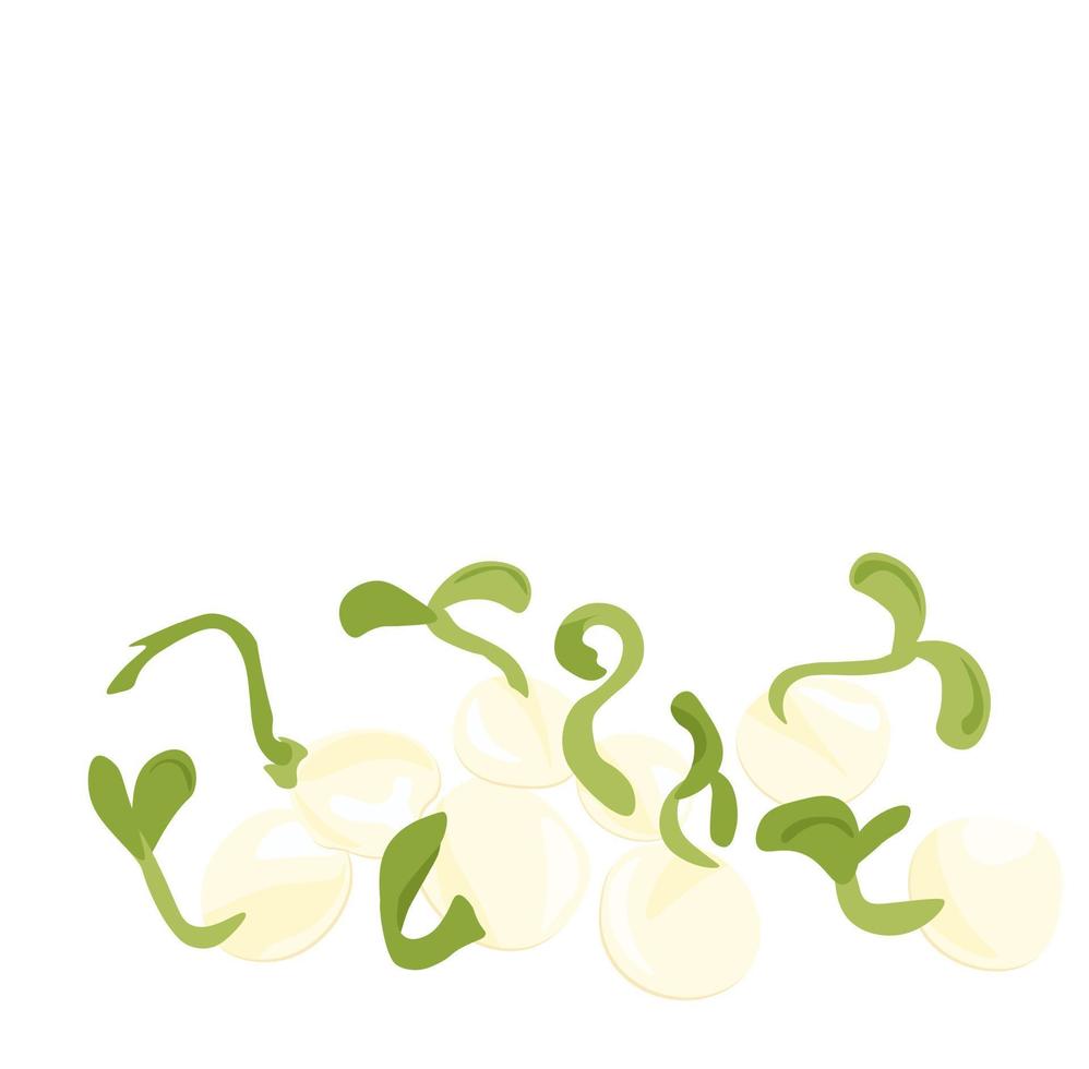 Pea sprouts vector stock illustration. Micro-green. Legume plants. Sprouted shoots with green leaves. Close-up.Isolated on a white background.