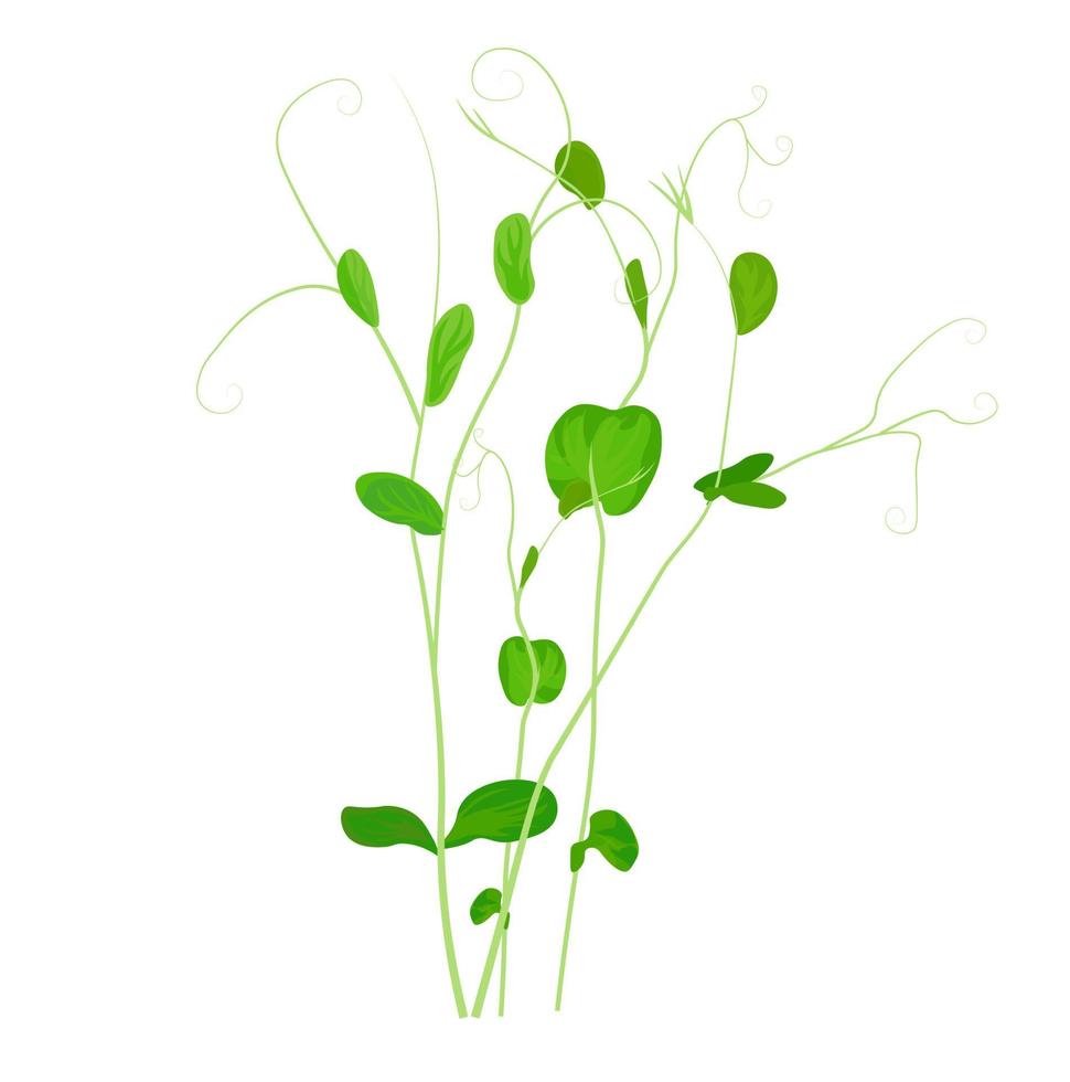 Pea sprouts vector stock illustration. Micro-green. Legume plants. Sprouted shoots with green leaves. Close-up.Isolated on a white background.