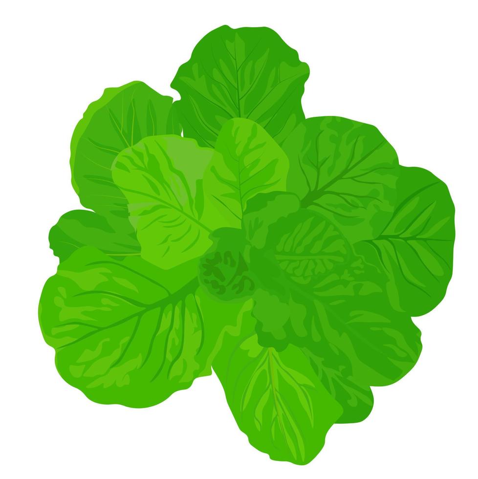 Green lettuce leaf vector stock illustration. A head of cabbage. butterhead. Isolated on a white background.