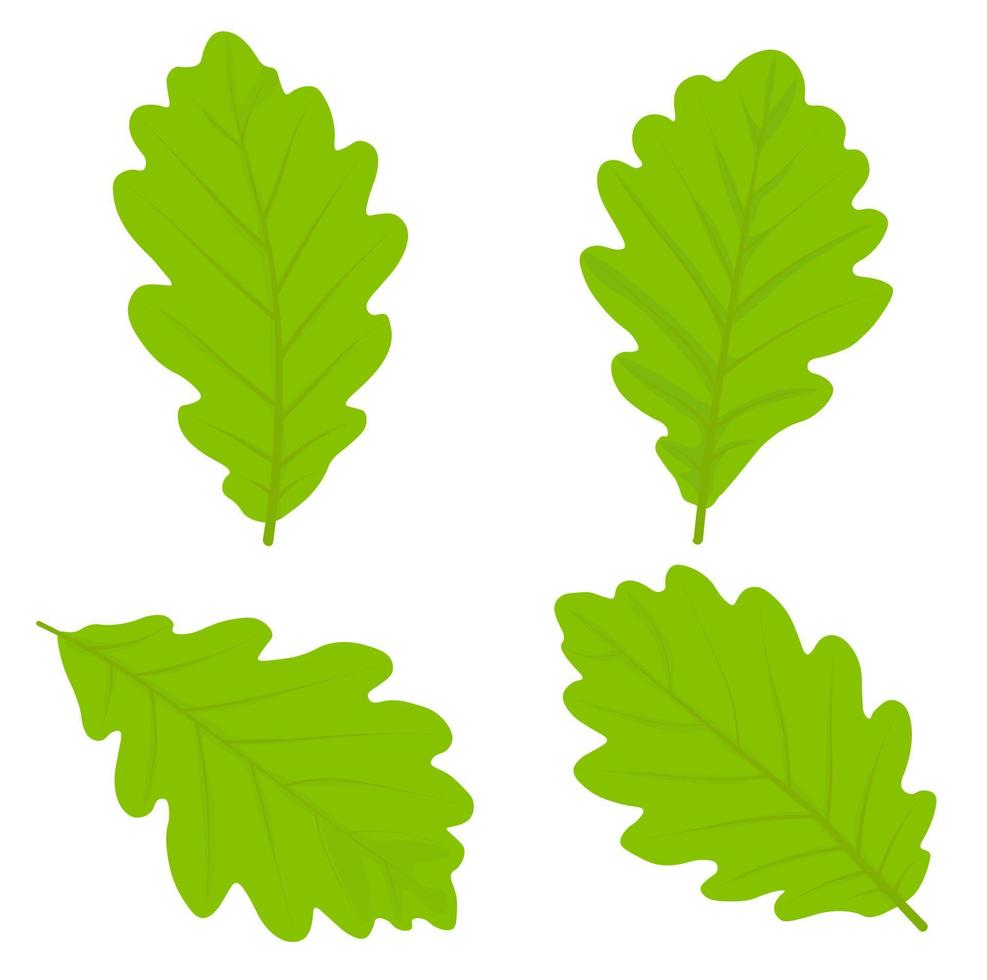 Oak leaves vector stock illustration. A set of leaf elements of a deciduous tree. Isolated on a white background. Summer botany.