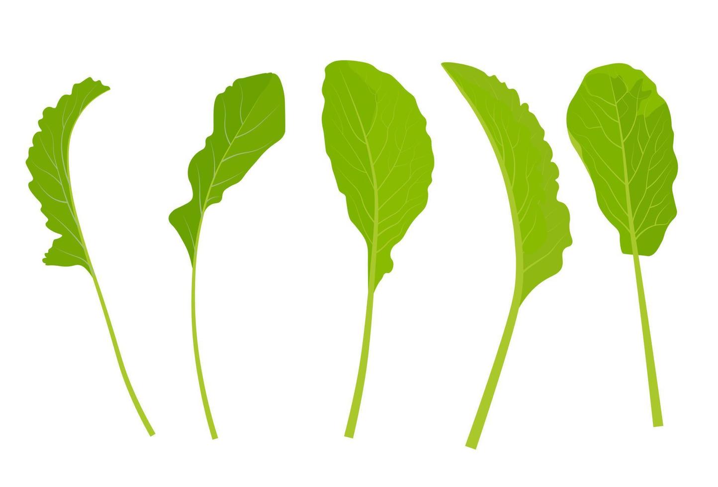 Ilustración de stock de vector de hojas de rábano. conjunto realista de vegetación verde. Hojas de lechuga. Aislado en un fondo blanco.