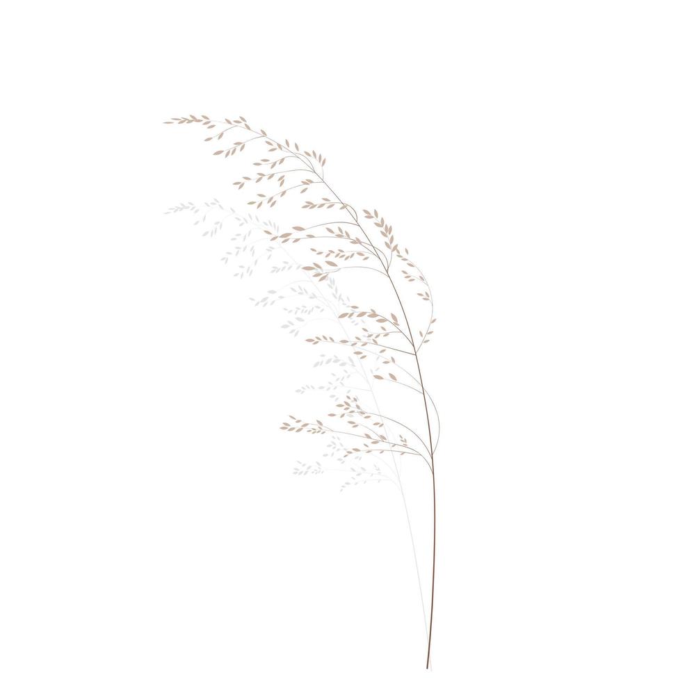 Vector stock illustration of meadow grass. Cream branch Wild dry herbal sways in the wind. Panicle feather flower head plumesstep. Soft pink color. Template for a wedding card.