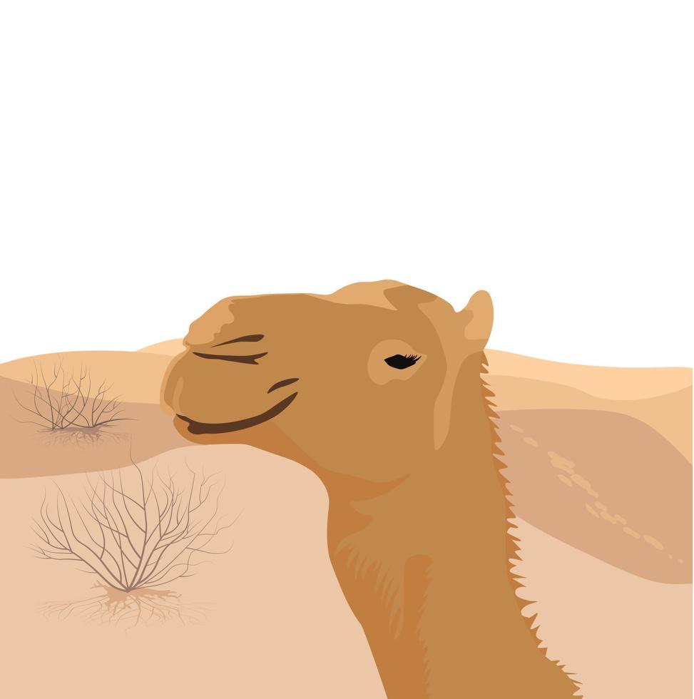 Vector stock illustration of dromedar. Camel close-up. An Eastern animal that lives in the desert. Arabic traditional transport. isolated on a white background. Ships of the desert