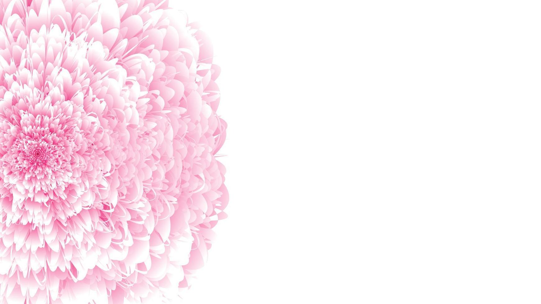 Fluffy 3D flower. Pink volumetric chrysanthemum with soft spring white petals realistic lush open bud natural tracery of autumn peony with round cap of wavy delicate textures festive live vector