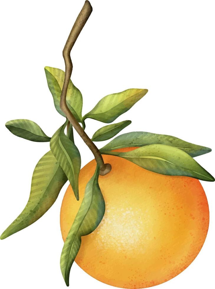 Oranges on a branch. Isolated watercolor illustrartion of citrus tree with leaves. vector