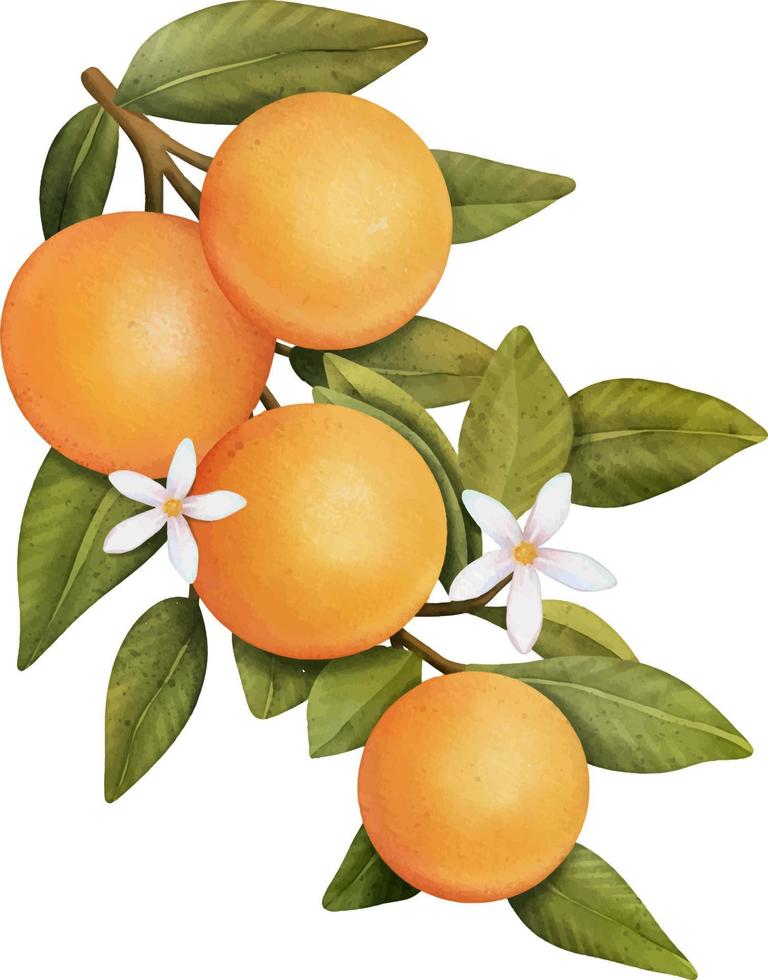 Oranges on a branch. Isolated watercolor illustrartion of citrus tree with leaves and blossoms. vector