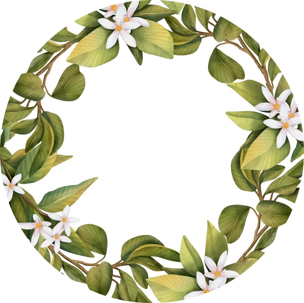 Round frame of hand drawn watercolor blooming orange tree branches, flowers and oranges, isolated illustration on a white background vector