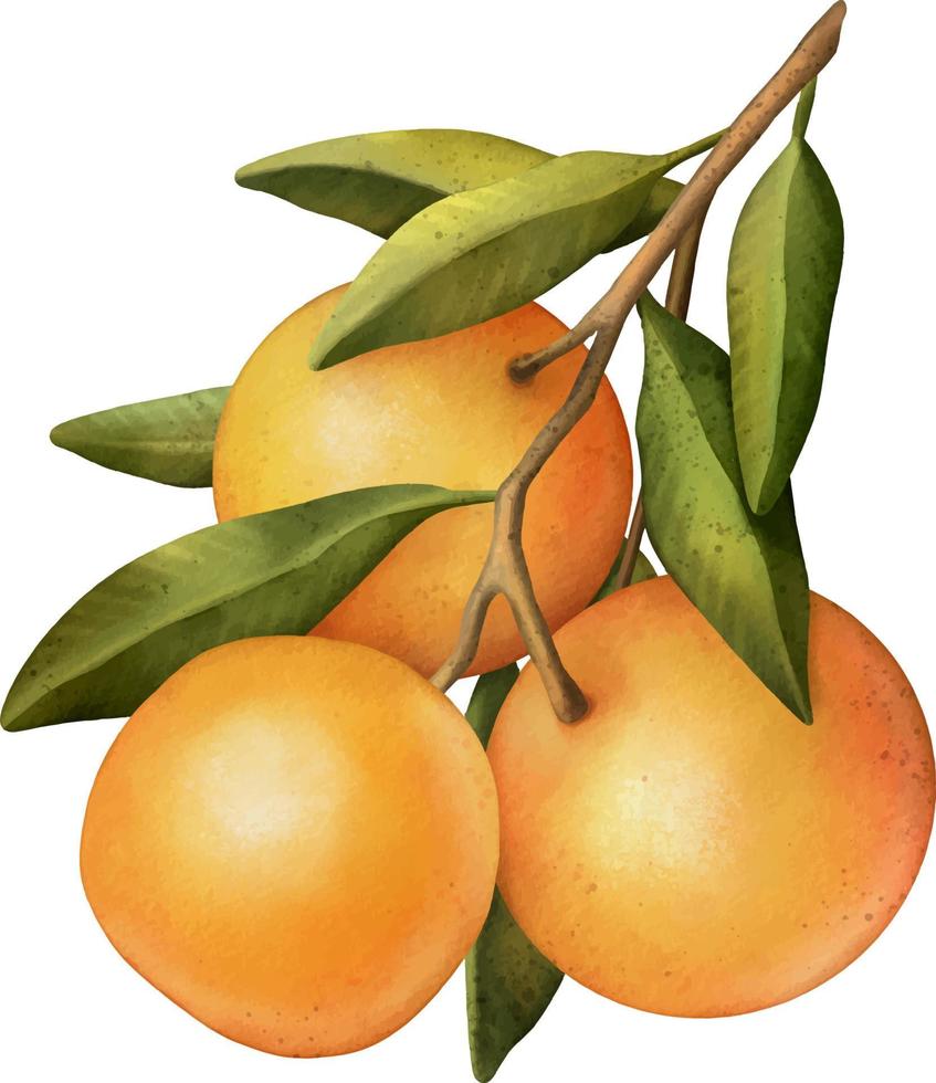 Oranges on a branch. Isolated watercolor illustrartion of citrus tree with leaves vector