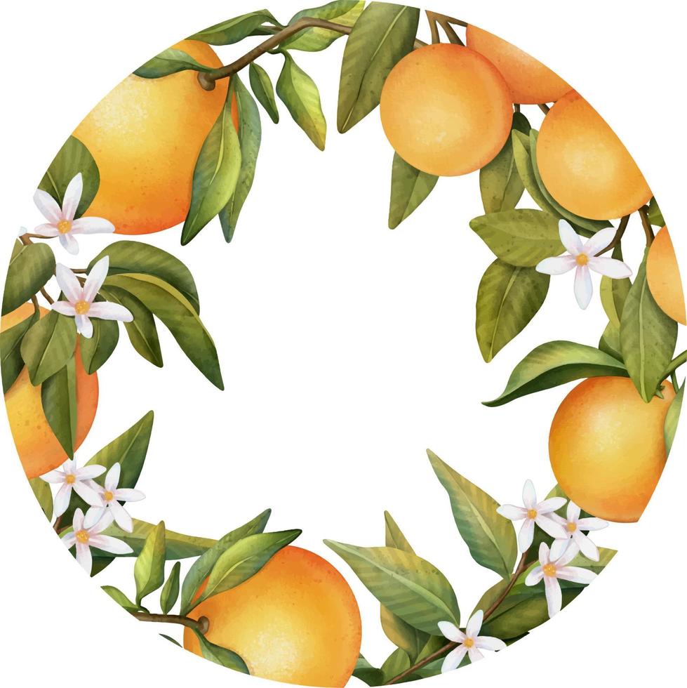 Round frame of hand drawn watercolor blooming orange tree branches, flowers and oranges, isolated illustration on a white background vector
