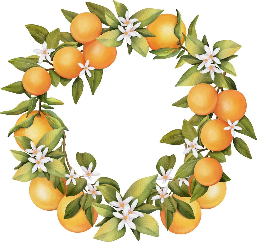Wreath of hand drawn watercolor blooming orange tree branches, flowers and oranges, isolated illustration on a white background vector