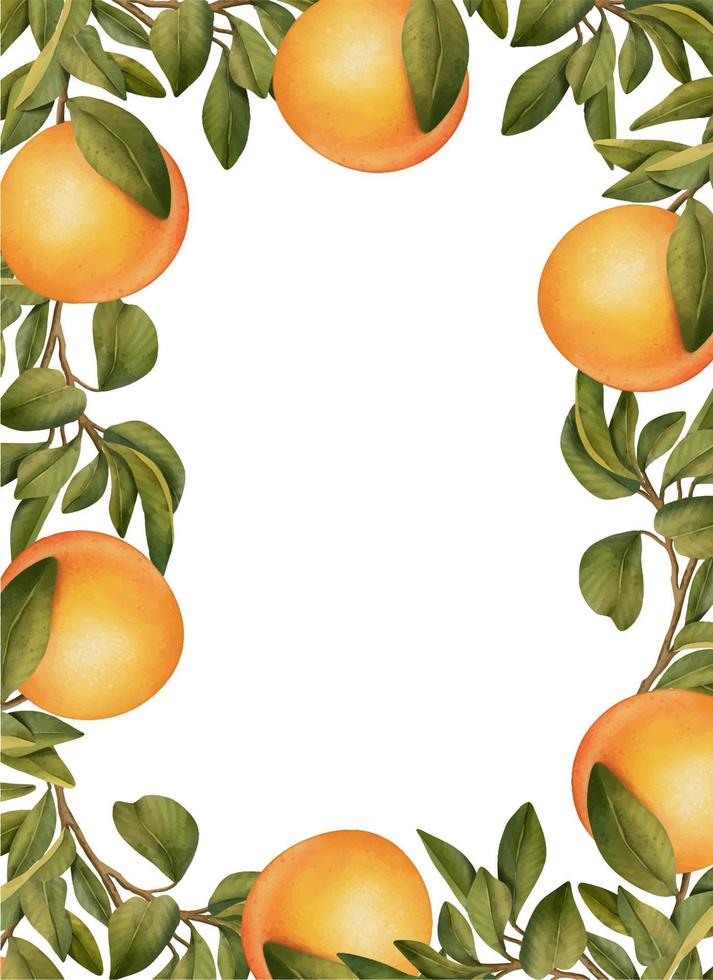 marco de ramas de naranjo en flor de color de agua dibujadas a mano y naranja, ilustración aislada en un fondo blanco vector