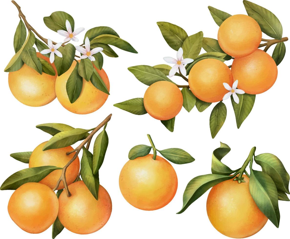 conjunto dibujado a mano de ramas de árboles de naranja en flor de acuarela, flores y naranja, ilustración aislada sobre un fondo blanco vector