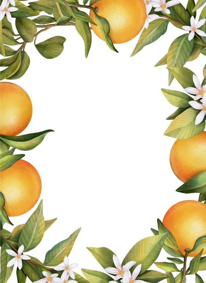 Frame of hand drawn watercolor blooming orange tree branches, flowers and orange, isolated illustration on a white background vector