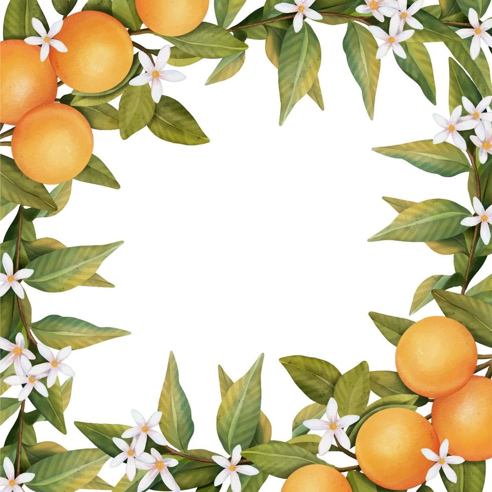 Frame of hand drawn watercolor blooming orange tree branches, flowers and orange, isolated illustration on a white background vector