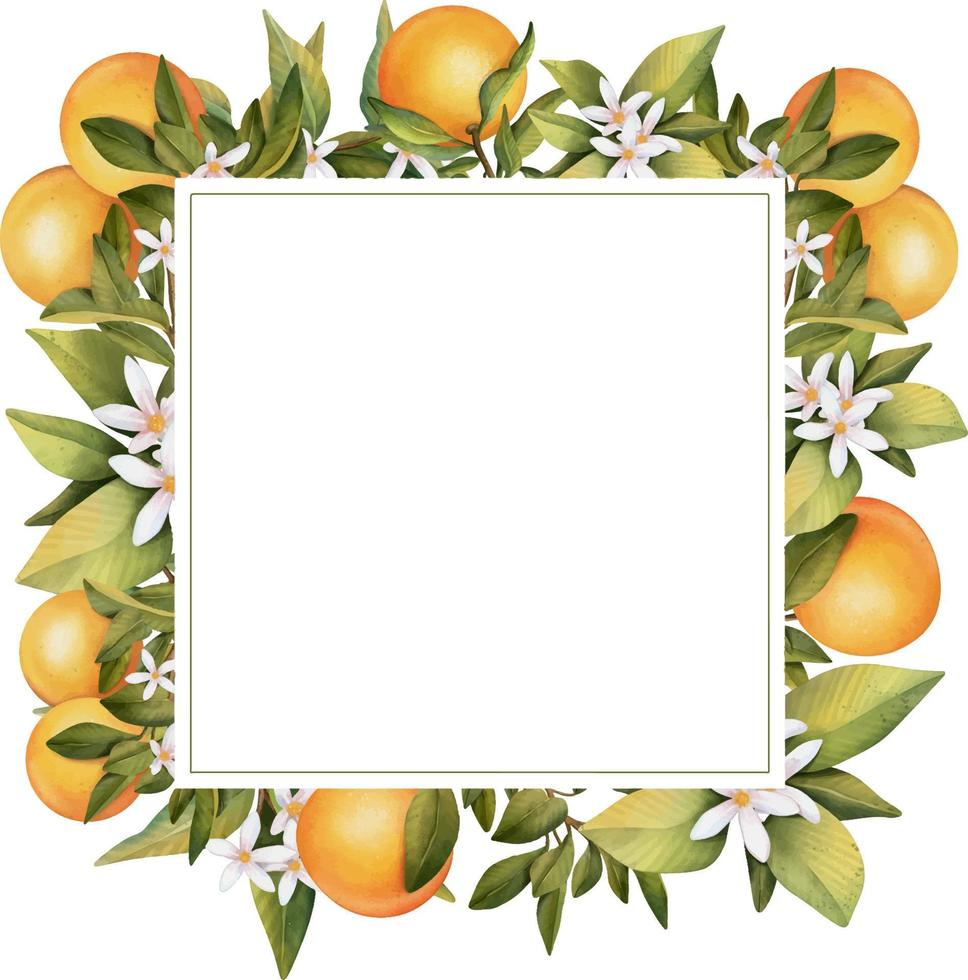 Frame of hand drawn watercolor blooming orange tree branches, flowers and orange, isolated illustration on a white background vector