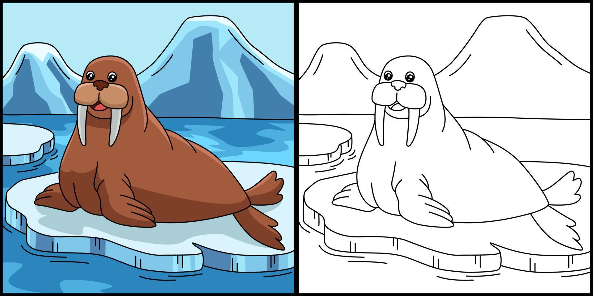 Walrus Coloring Page Colored Illustration vector