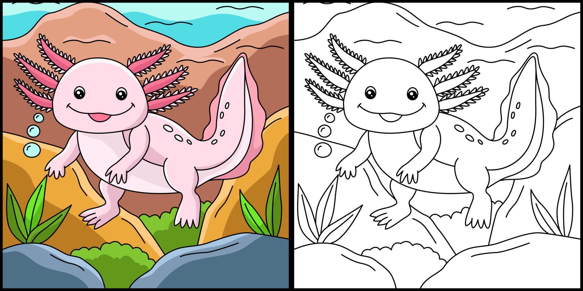 Axolotl Coloring Page Colored Illustration vector